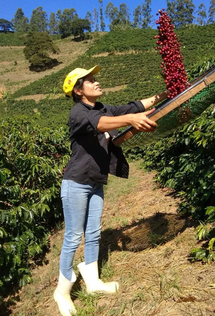 Adélia Vívian de Abreu, de boné amarelo, colhendo com uma peneira as cerejas vermelhas maduras dos pés de café, na lavoura em encosta