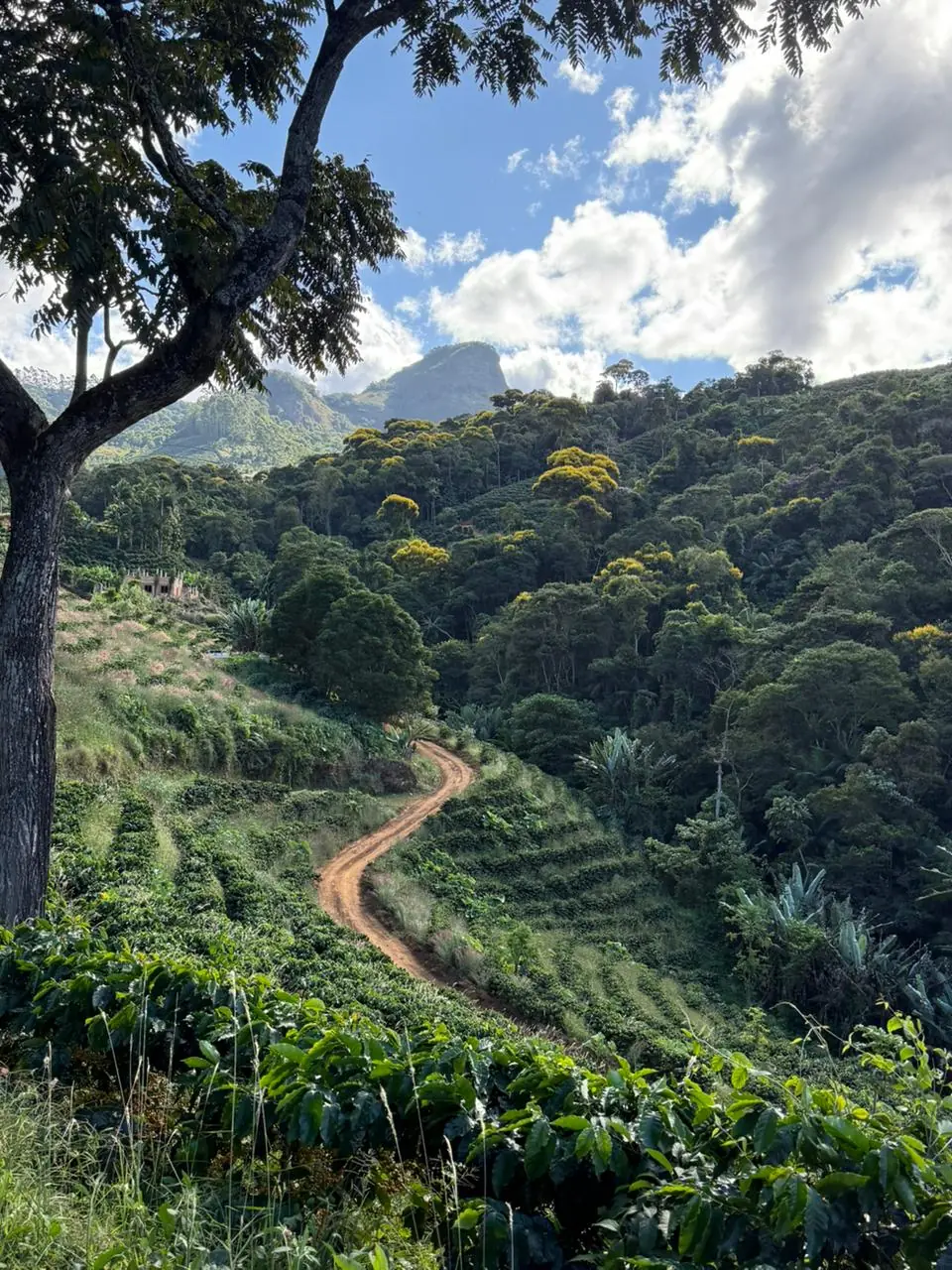 Estrada de terra entre lavouras de café e mata nativa, com a serra ao fundo