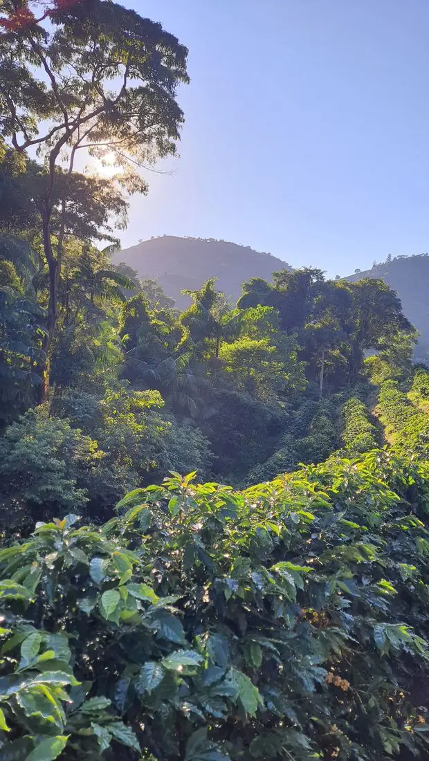 Cafezal do Lote Beira Rio com a serra ao fundo