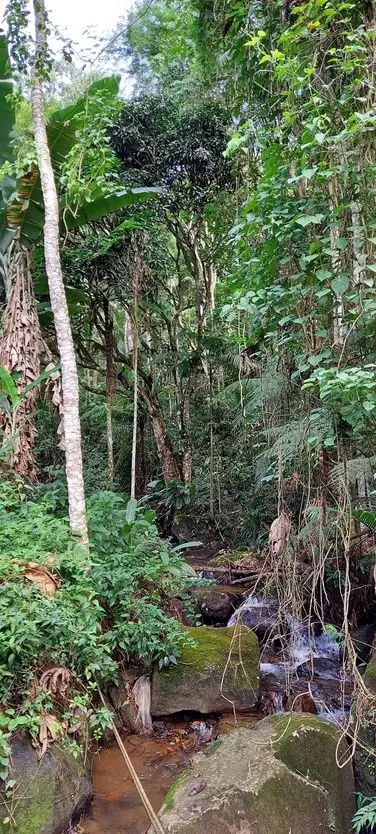 Riacho de águas límpidas entre pedras na mata do Lote Beira Rio