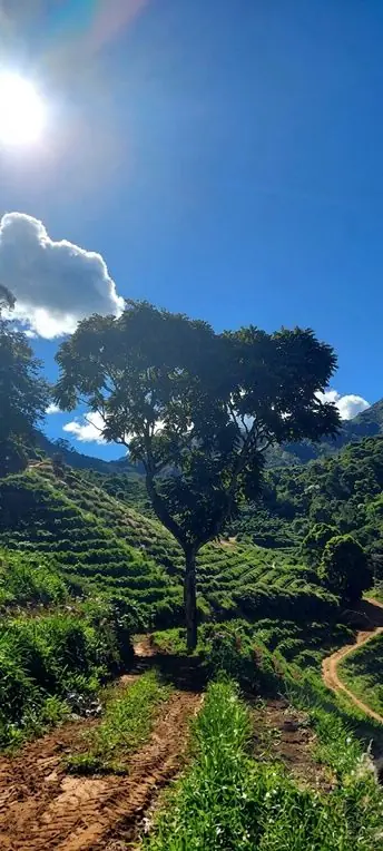 Árvore de cedro frondosa sobre a lavoura de café do Lote Cedro